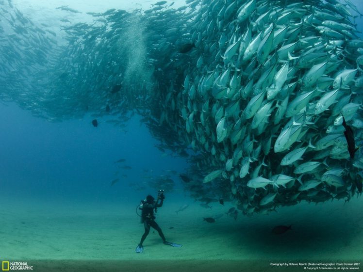 animals, Fish, National, Geographic HD Wallpaper Desktop Background