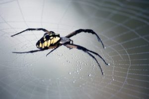 nature, Spiders, Spider, Webs, Arachnids
