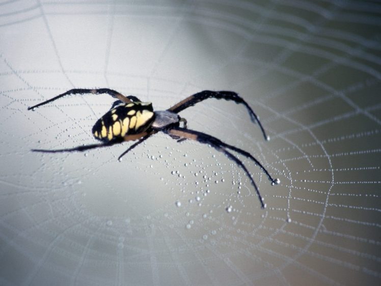 nature, Spiders, Spider, Webs, Arachnids HD Wallpaper Desktop Background
