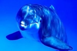 blue, Animals, Dolphins