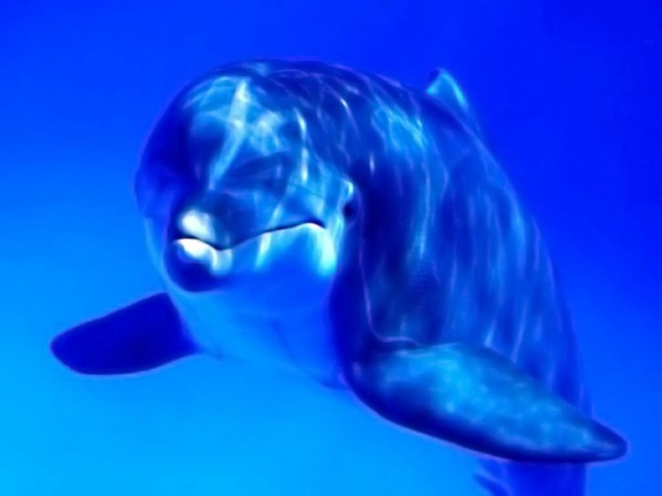 blue, Animals, Dolphins HD Wallpaper Desktop Background