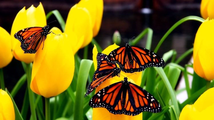 butterfly, Wings HD Wallpaper Desktop Background