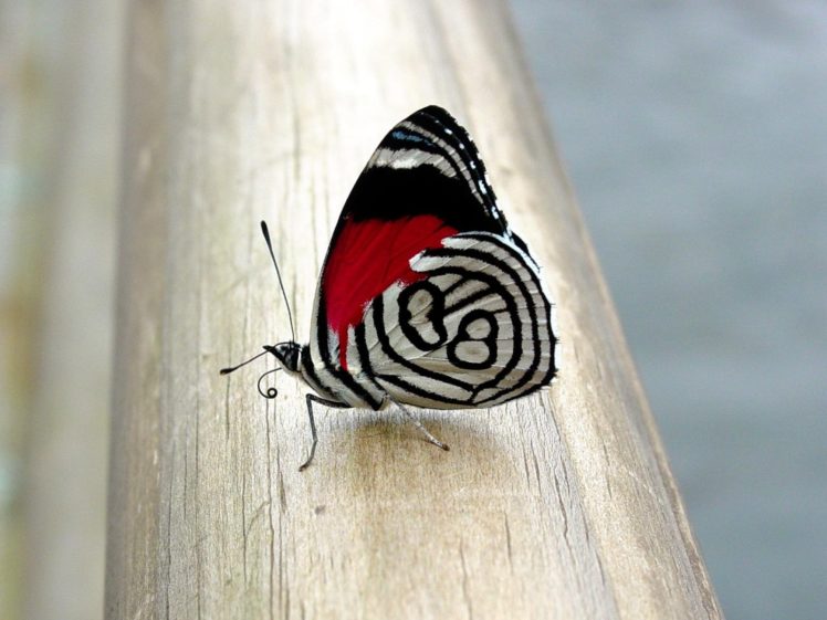 red, Butterflies HD Wallpaper Desktop Background