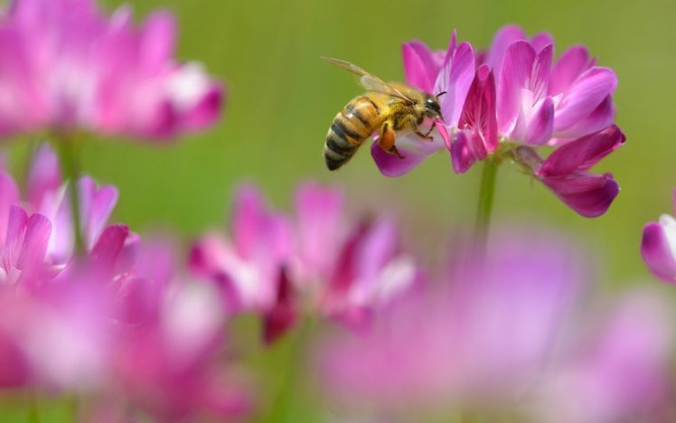 bees, Flora, Hymenopthera HD Wallpaper Desktop Background