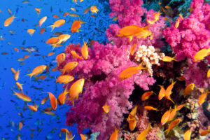 ocean, Sea, Tropical, Underwater, Color, Reef, Coral, School
