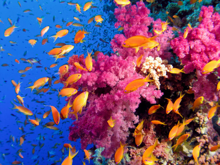 ocean, Sea, Tropical, Underwater, Color, Reef, Coral, School HD Wallpaper Desktop Background