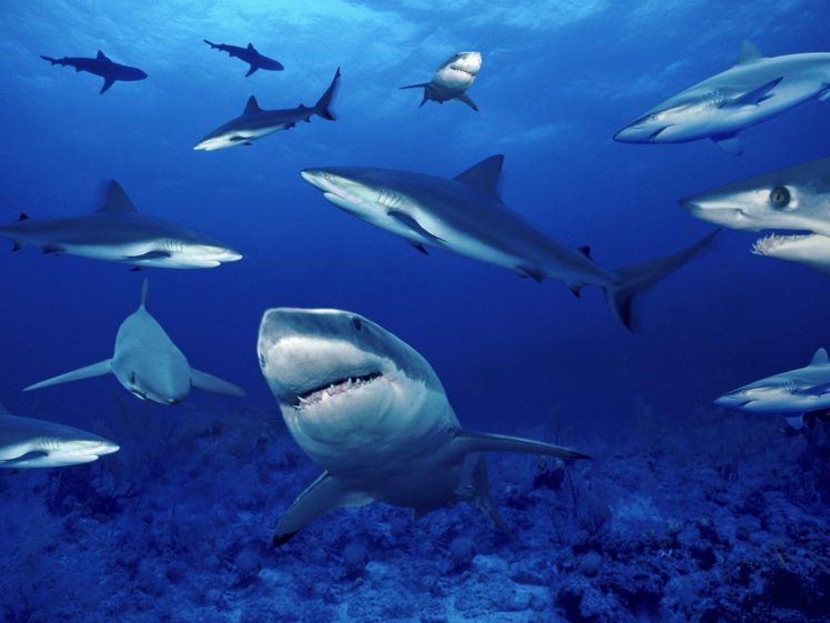 sharks, Ocean, Sea, Nature, School, Underwater HD Wallpaper Desktop Background