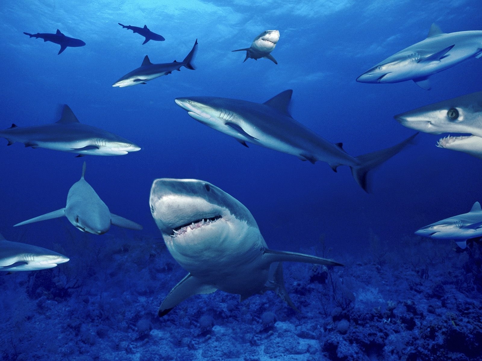 sharks, Ocean, Sea, Nature, School, Underwater Wallpaper