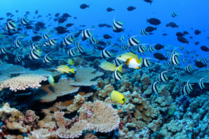 underwater, Ocean, Sea, Nature, Tropical, Reef, Coral