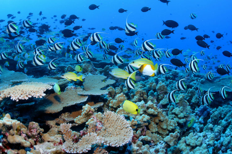 underwater, Ocean, Sea, Nature, Tropical, Reef, Coral HD Wallpaper Desktop Background