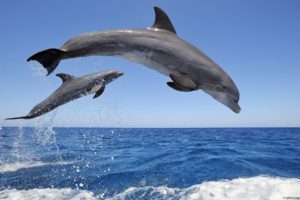 water, Drops, Dolphins, Mammals, Jump, Sea