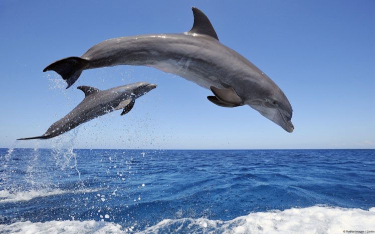 water, Drops, Dolphins, Mammals, Jump, Sea HD Wallpaper Desktop Background