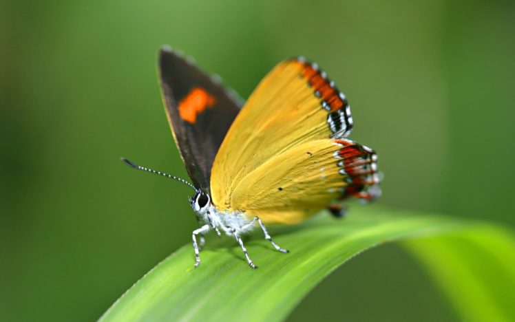 close up, Insects, Butterflies HD Wallpaper Desktop Background