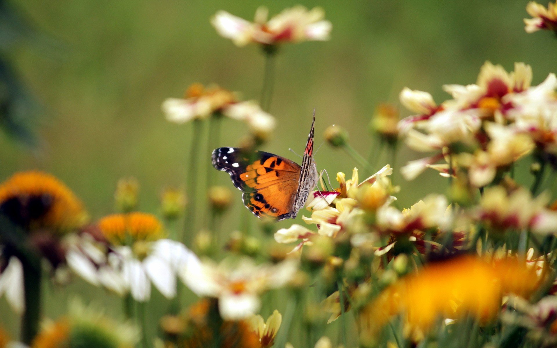 biutiful Wallpaper