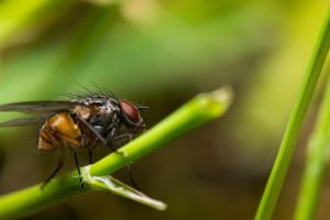 insects, Fly, Macro, Flies