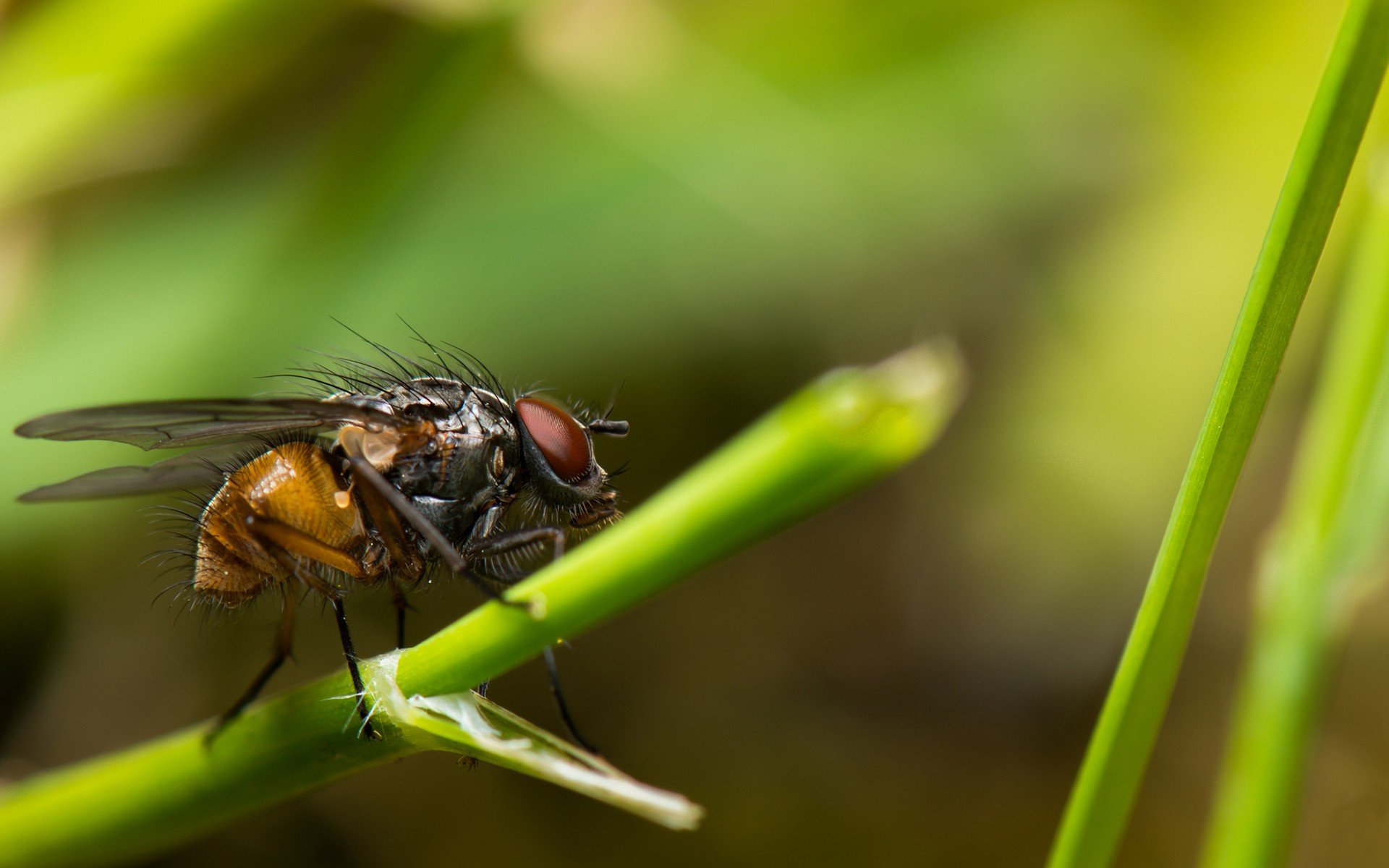 insects, Fly, Macro, Flies Wallpaper