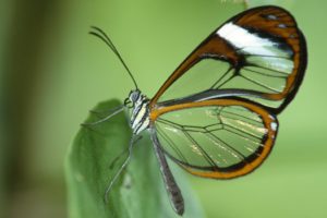 glasswing, Butterfly, Butterflies