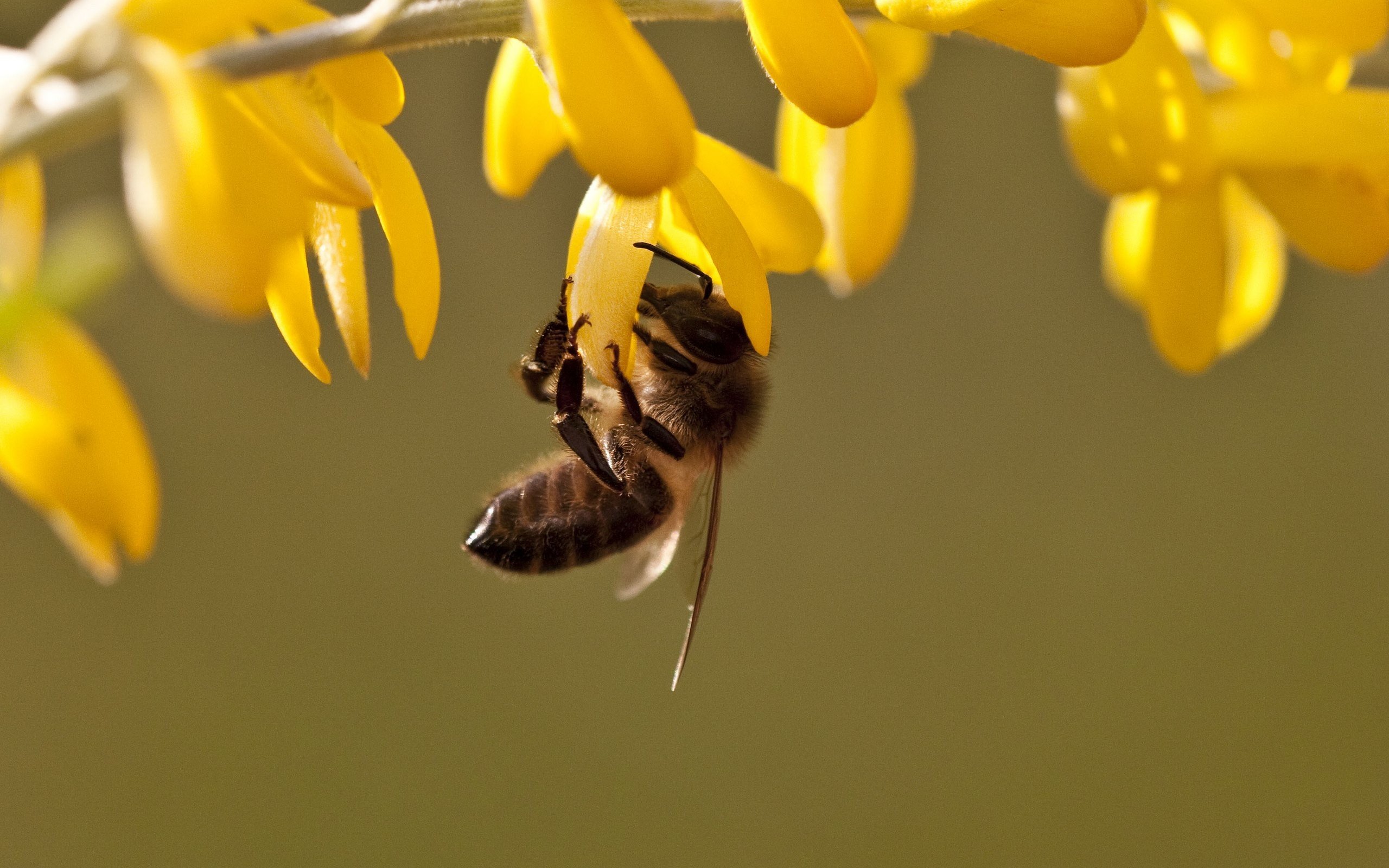 insects, Bees Wallpaper