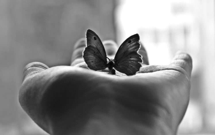 butterfly, Mood, Hand, Black, White, Window, Light HD Wallpaper Desktop Background