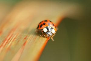 insects, Macro, Ladybirds