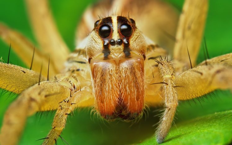 macro, Spiders, Arachnids HD Wallpaper Desktop Background