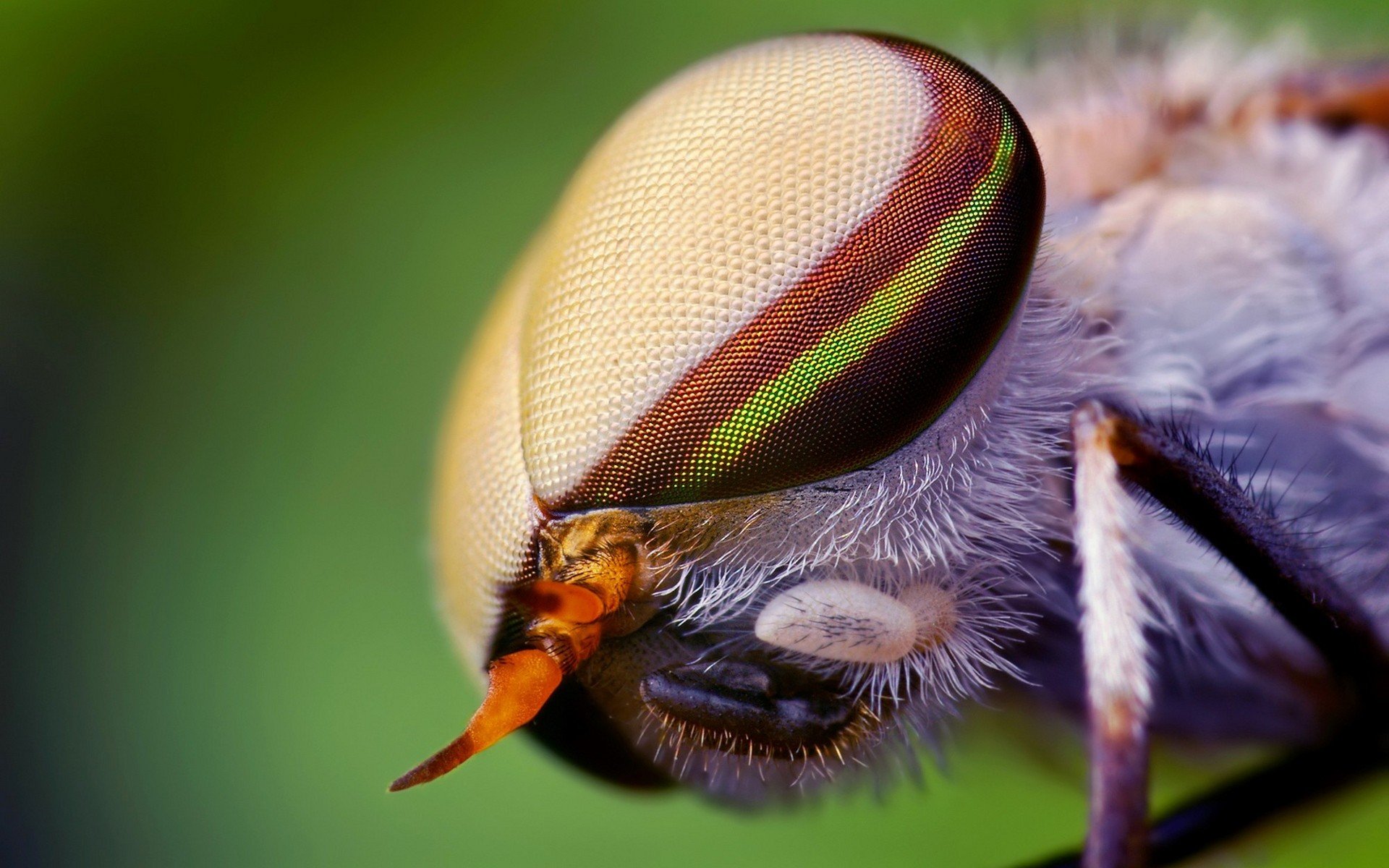 nature, Eyes, Animals, Insects, Wildlife, Fly, Macro Wallpaper