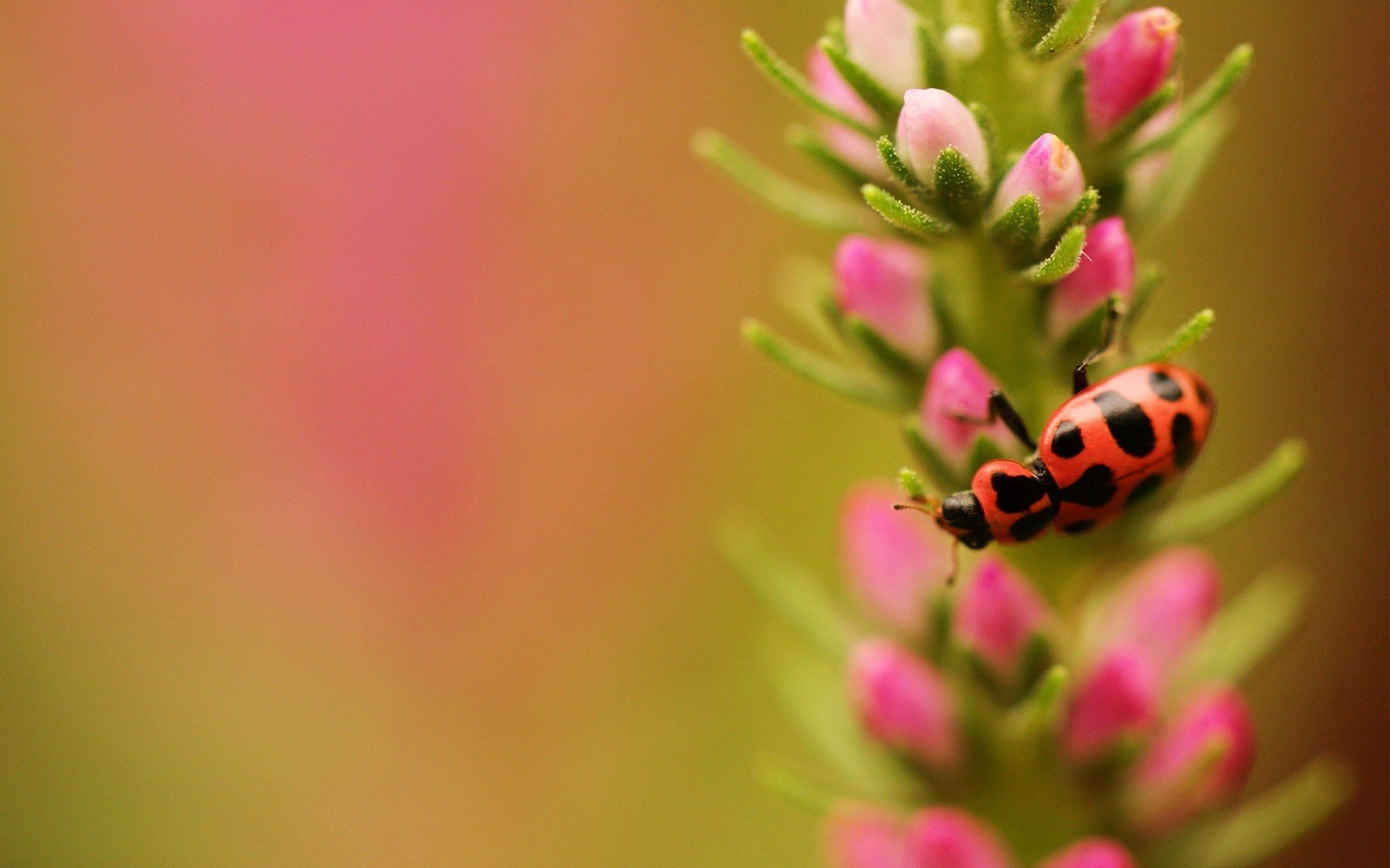 insects Wallpaper