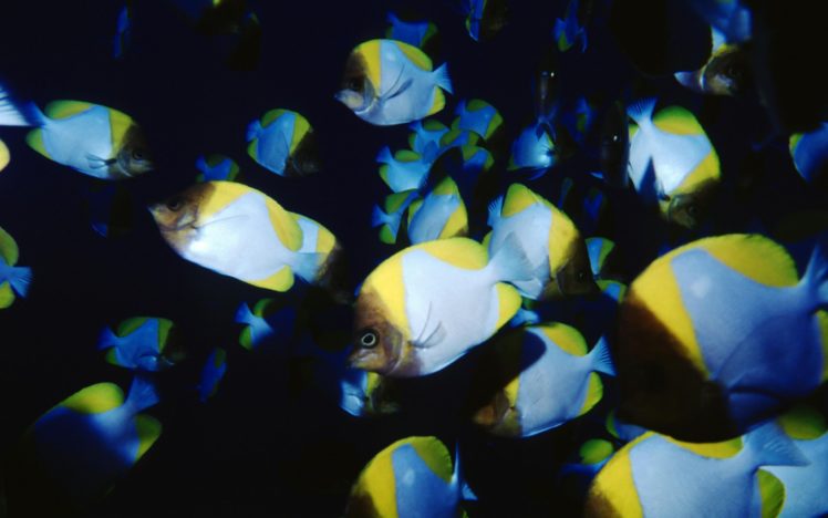 fish, Saipan, Sea HD Wallpaper Desktop Background