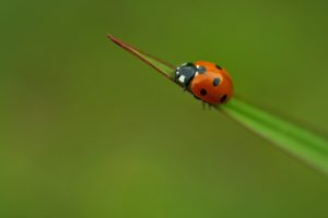 insects, Beetles, Ladybirds