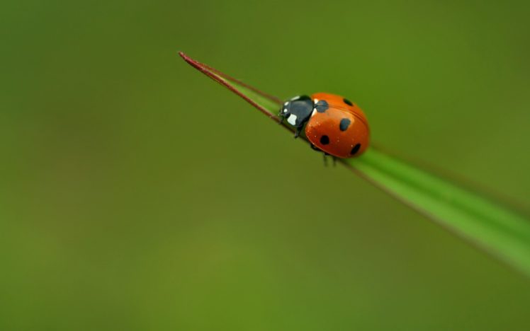 insects, Beetles, Ladybirds HD Wallpaper Desktop Background