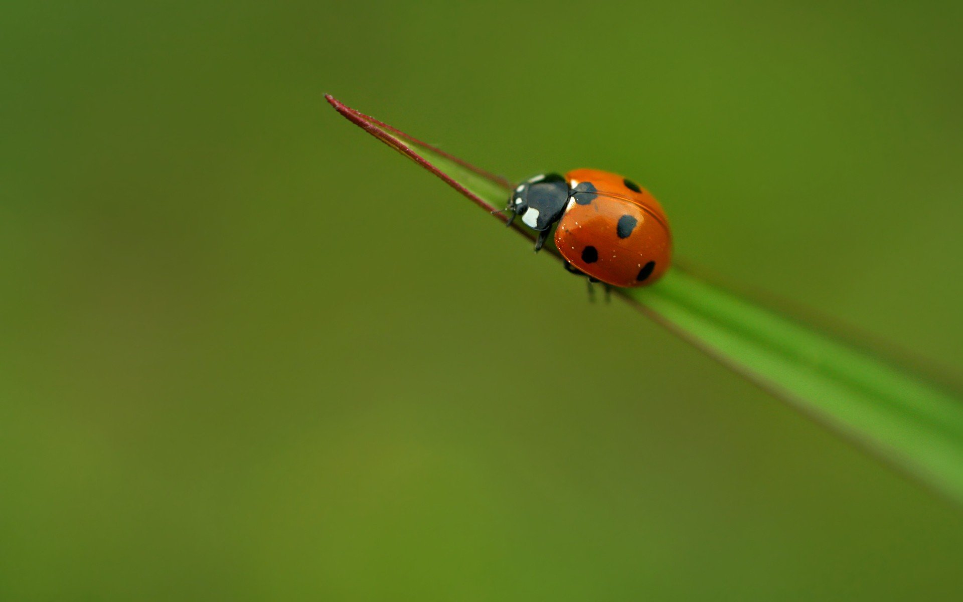 insects, Beetles, Ladybirds Wallpaper