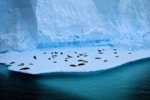 ice, Nature, Seals, Animals, Icebergs, Sea