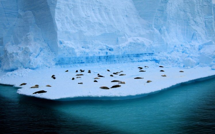 ice, Nature, Seals, Animals, Icebergs, Sea HD Wallpaper Desktop Background