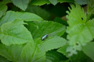 green, Nature, Insects