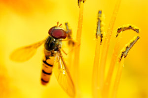 syrphid, Feast