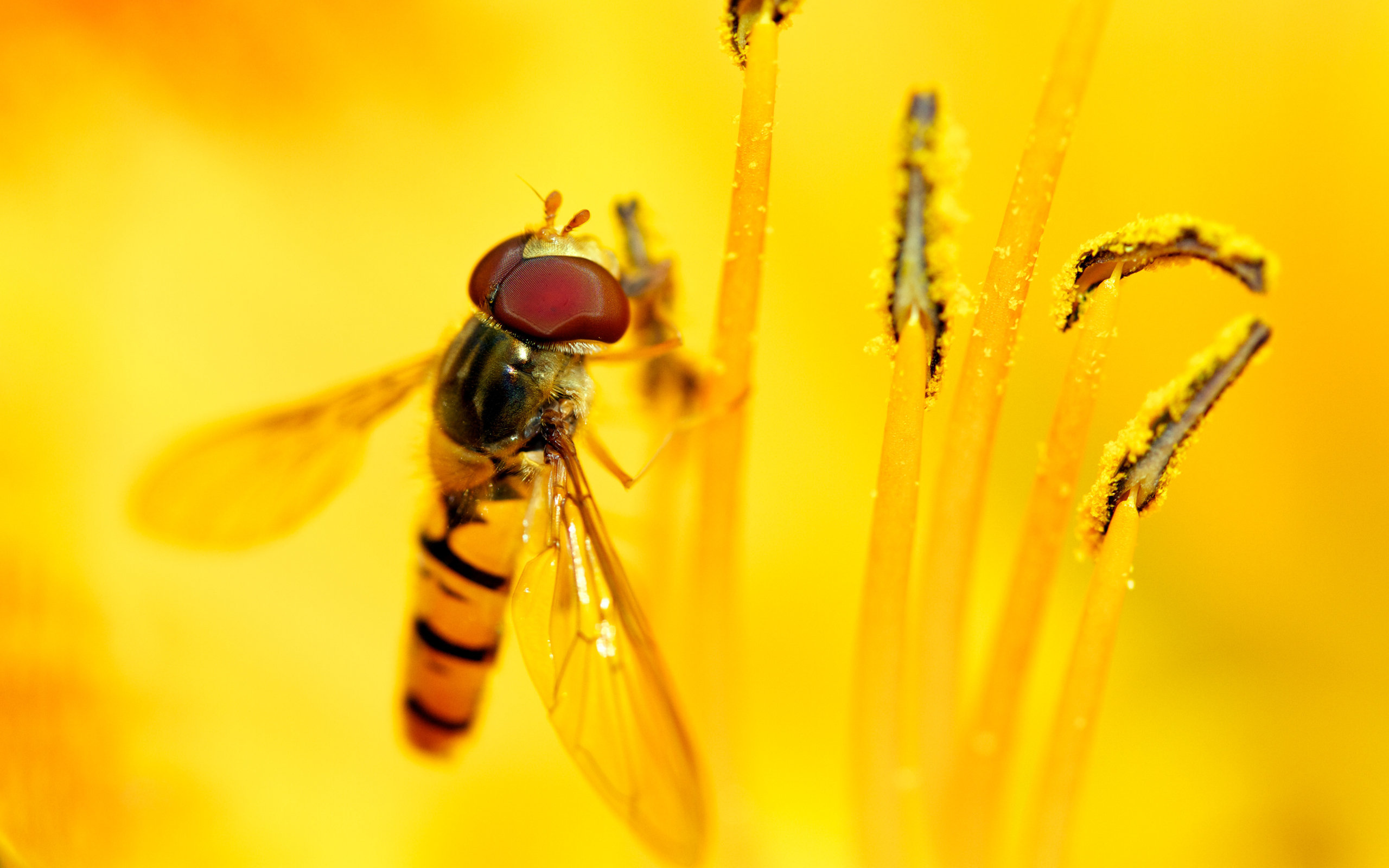 syrphid, Feast Wallpaper