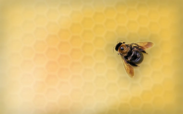 bees HD Wallpaper Desktop Background