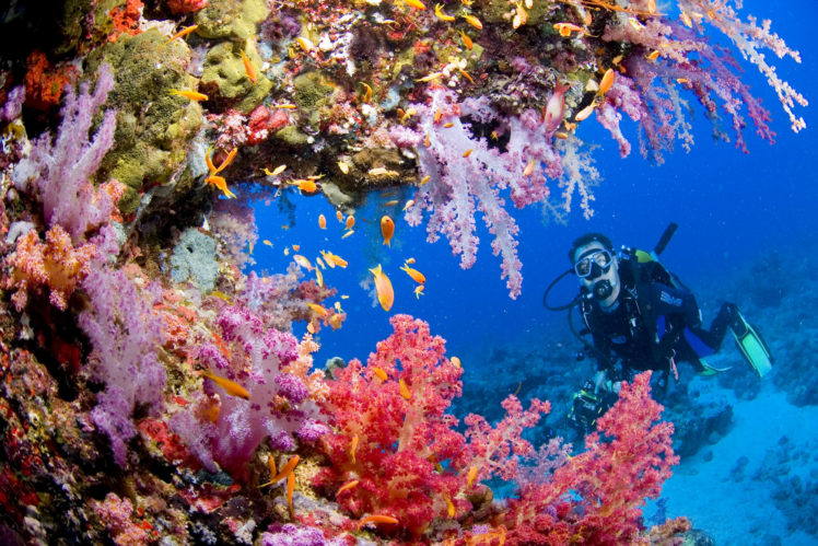 sports, Scuba, Diving, Ocean, Sea, Underwater, Coral, Reef, People HD Wallpaper Desktop Background