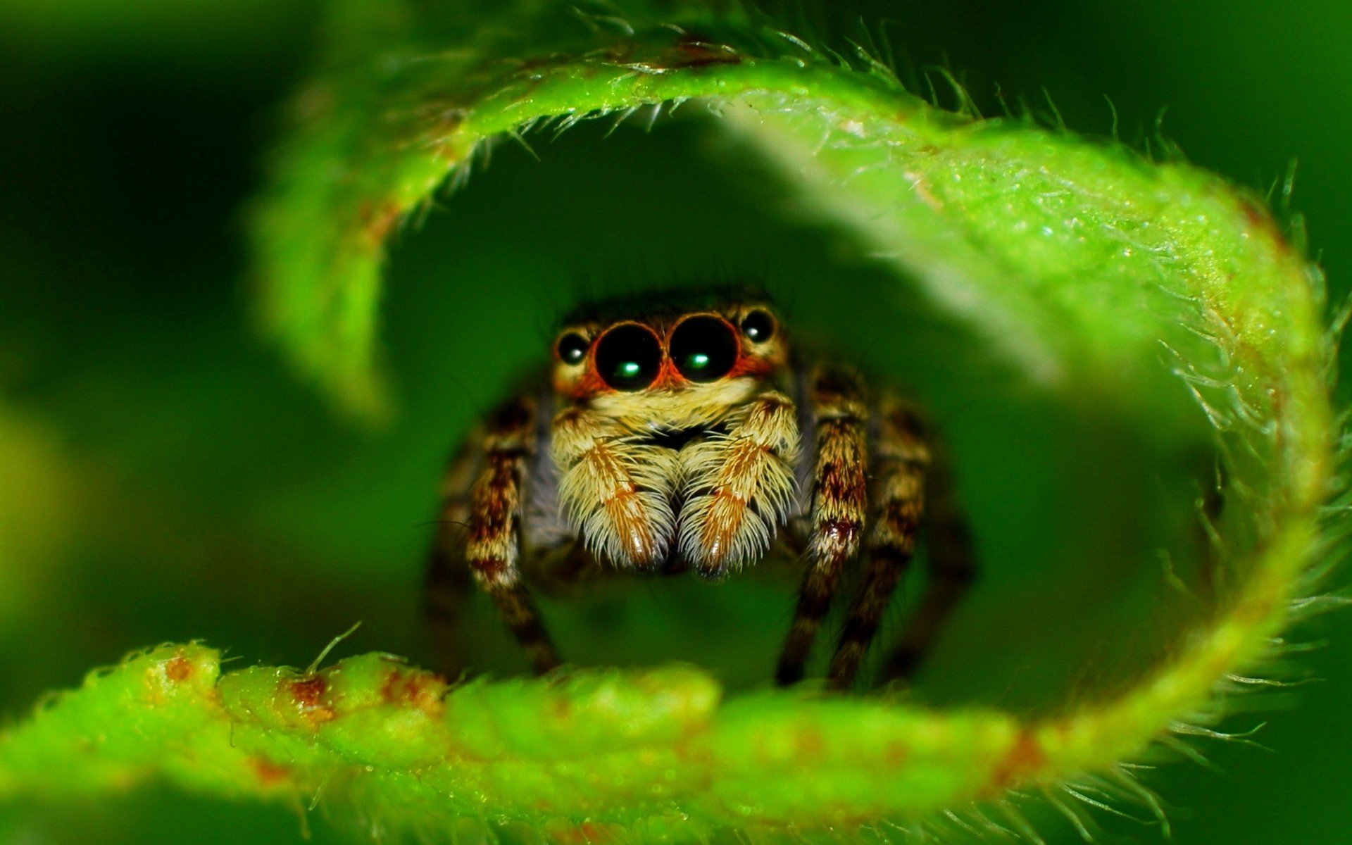 nature, Insects, Macro, Spiders Wallpaper