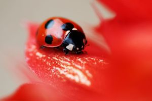 lady, Bug, On, A, Red, Flower