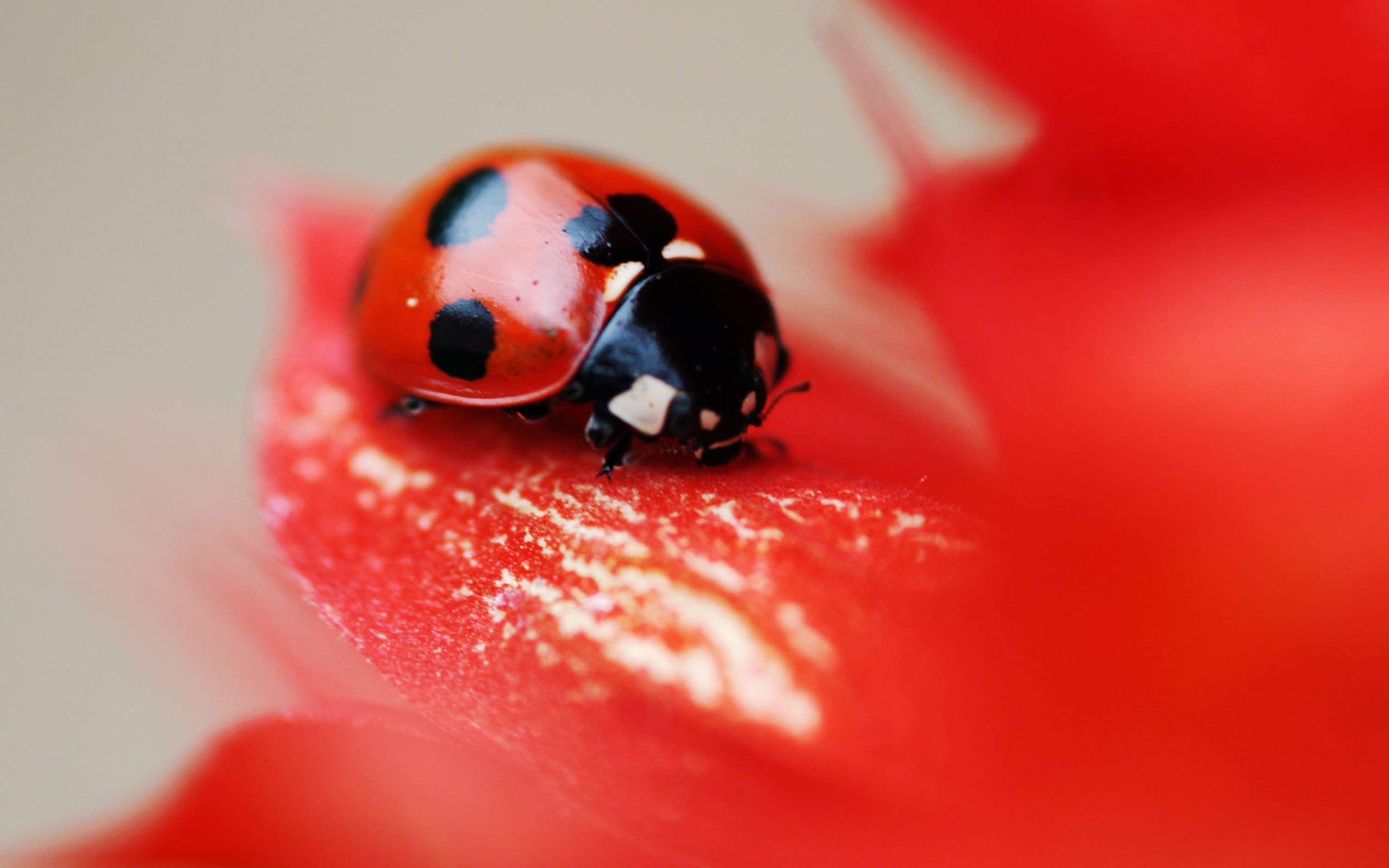 lady, Bug, On, A, Red, Flower Wallpaper