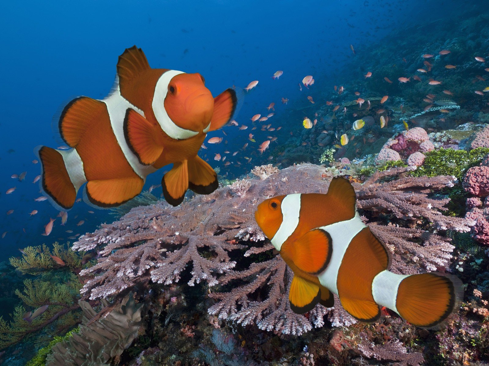 indonesia, Clownfish, Pair Wallpaper
