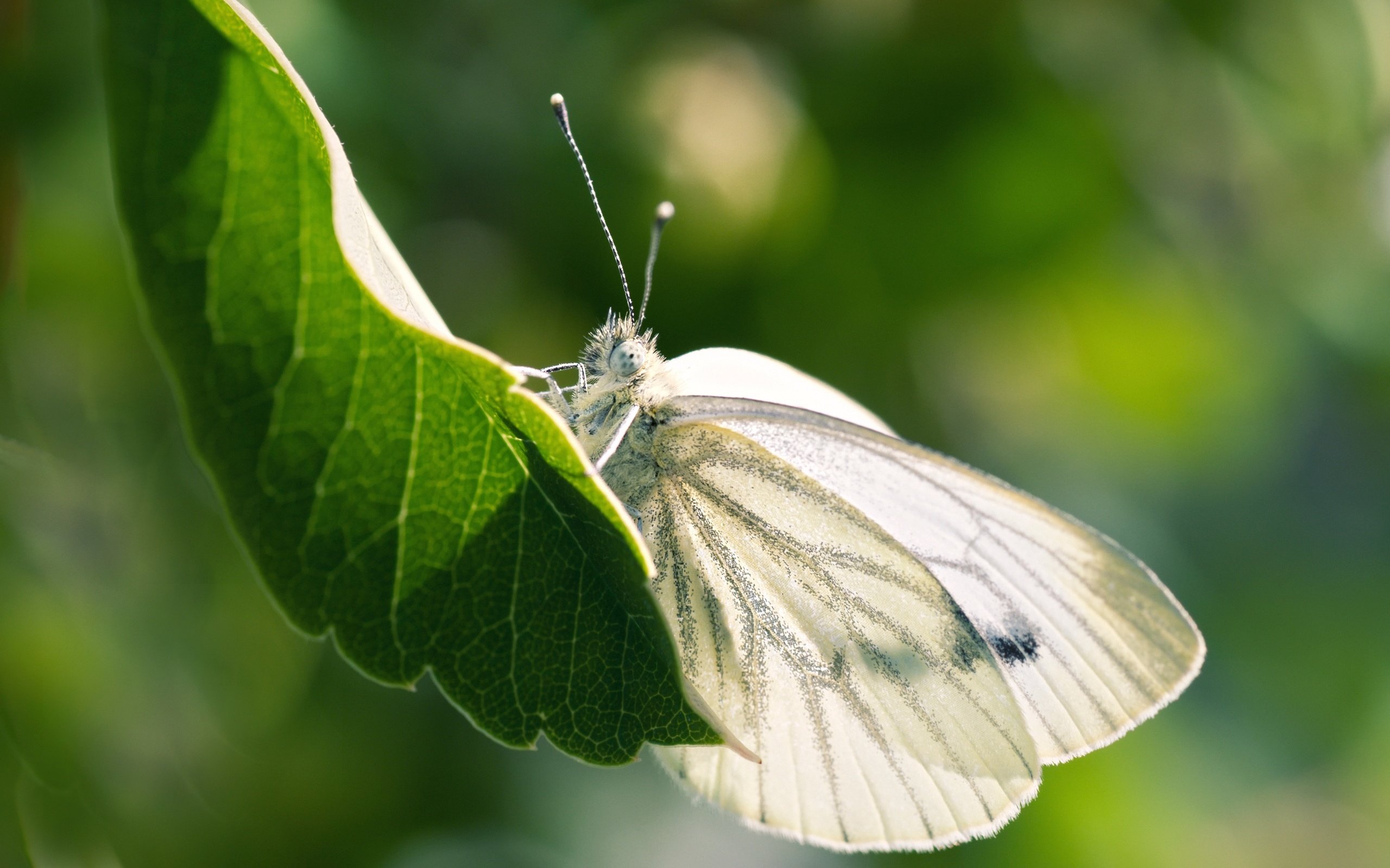 leaf, Butterfly, Close up, Close, Bokeh Wallpaper