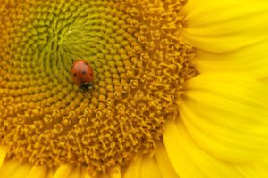 sunflower, Ladybug, Flower, Nature, Macro