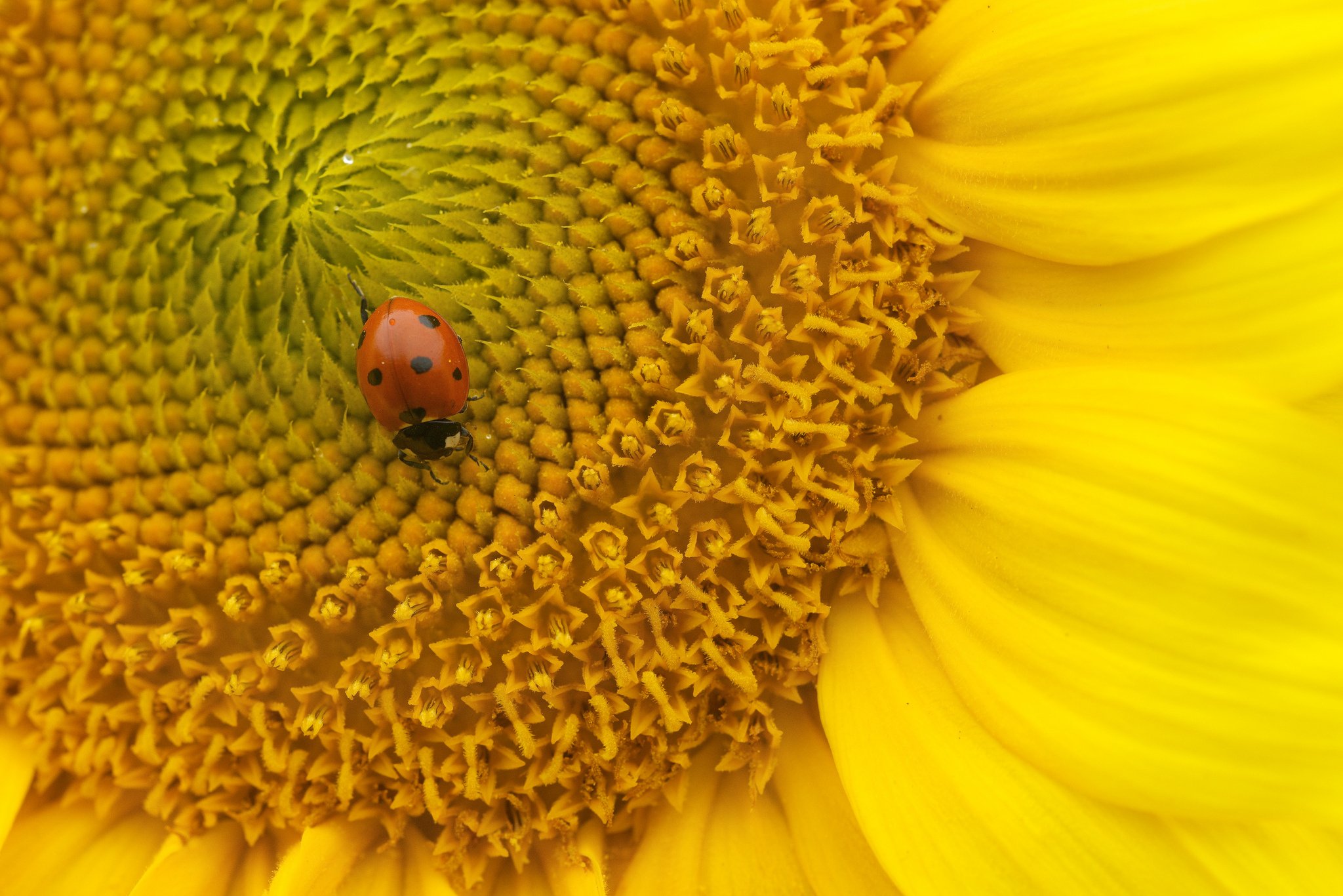 sunflower, Ladybug, Flower, Nature, Macro Wallpaper