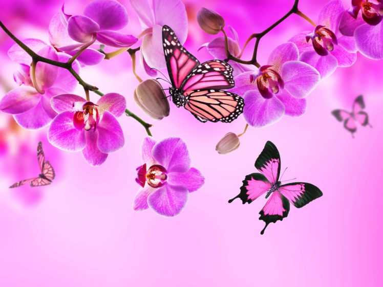 Hình nền hoa lan, bướm màu hồng sẽ khiến bạn cảm thấy như đang đứng giữa một vườn hoa thơm ngát. Những loài hoa lan và bướm với sắc hồng tươi sáng sẽ làm cho màn hình của bạn càng thêm sinh động và đẹp mắt.