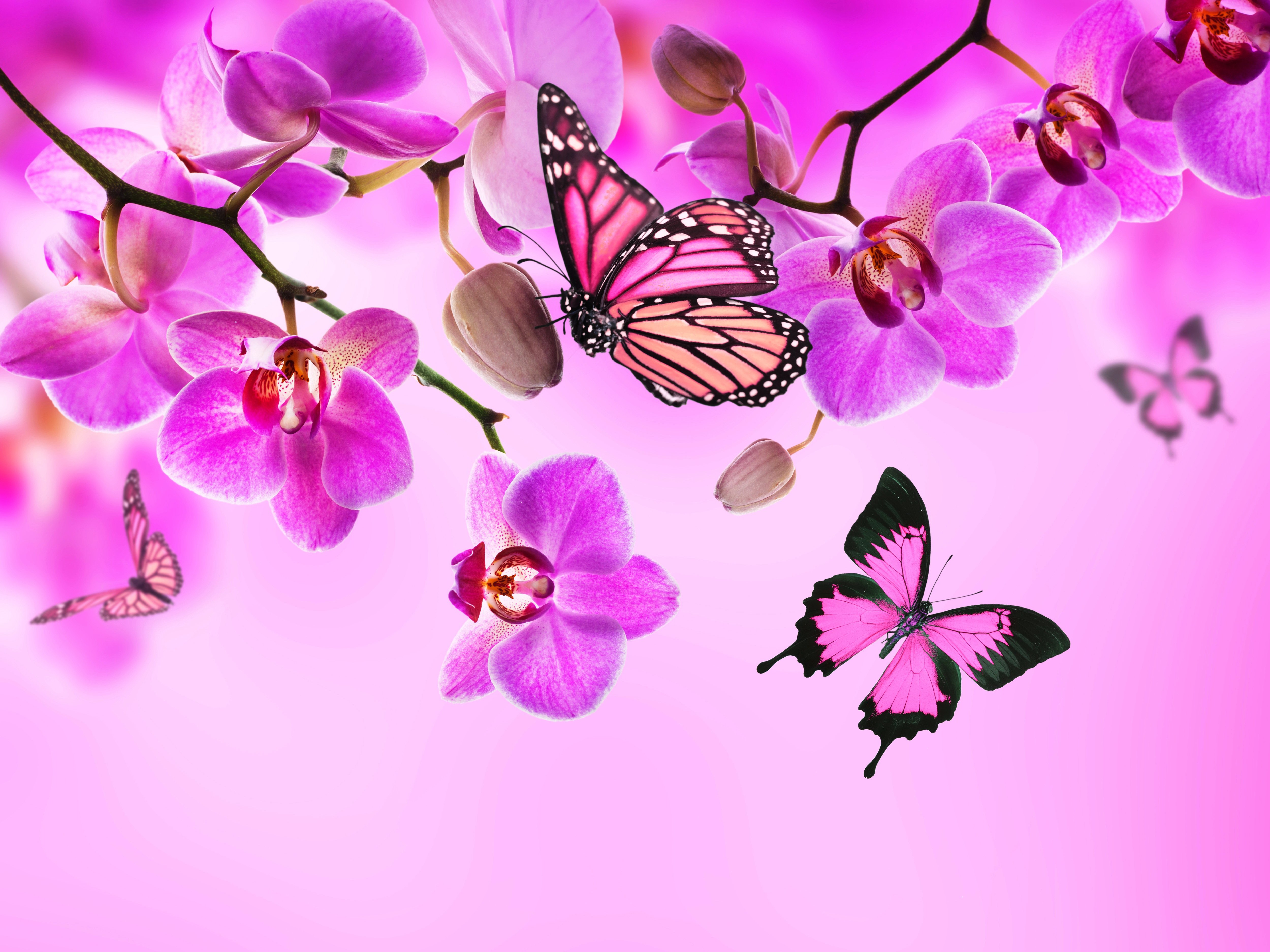 orchid, Butterflies, Pink, Color, Flowers Wallpaper