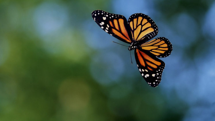 happy, Butterfly HD Wallpaper Desktop Background