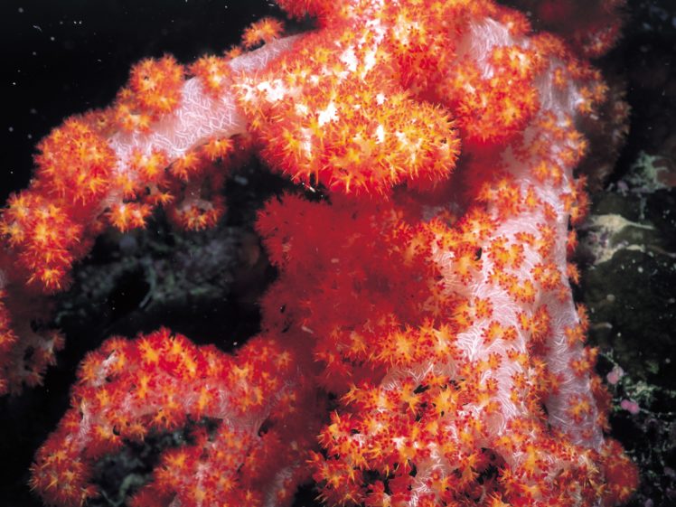 corals HD Wallpaper Desktop Background