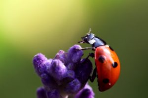 nature, Flowers, Insects, Macro, Ladybirds